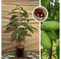 Jeune arbre de papaye | Asimina triloba Sélection 4-2