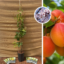 Jonge Abrikozenboom | Prunus armeniaca 'Madrigal'