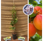 Young Apricot Tree | Prunus armeniaca ‘Madrigal’
