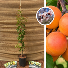 Jonge Abrikozenboom | Prunus armeniaca 'Milord'
