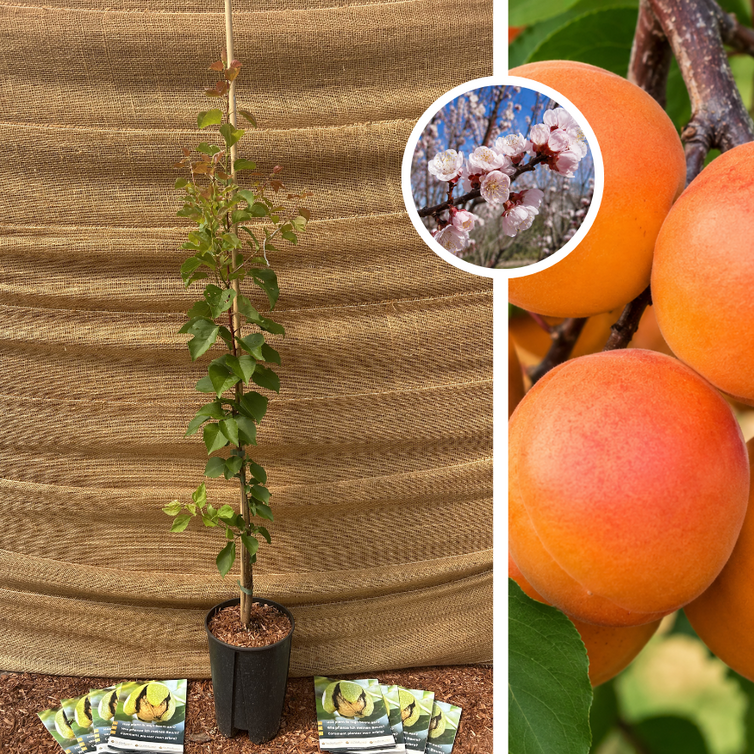 Jeune abricotier | Prunus armeniaca Milord
