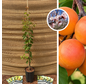 Young Apricot Tree | Prunus armeniaca ‘Milord’