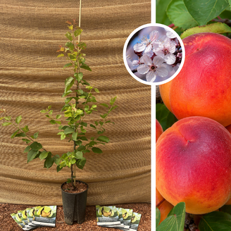 Abrikoos Jeune abricotier | Prunus armeniaca 'Cebas Red'