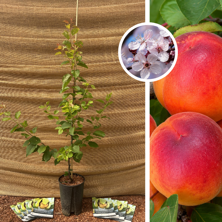Abrikoos Jeune abricotier | Prunus armeniaca 'Cebas Red'