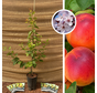 Jeune abricotier | Prunus armeniaca 'Cebas Red'