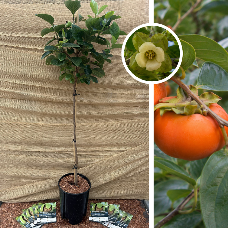 Young Persimmon Tree | Diospyros kaki ‘Shinshuu’