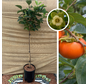 Young Persimmon Tree | Diospyros kaki ‘Shinshuu’