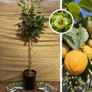 Jonge Kakiboom | Diospyros kaki Rojo Brillante