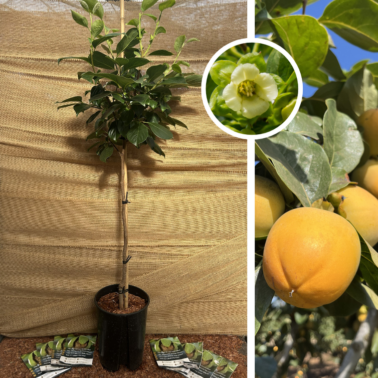 Jonge Kakiboom | Diospyros kaki Rojo Brillante