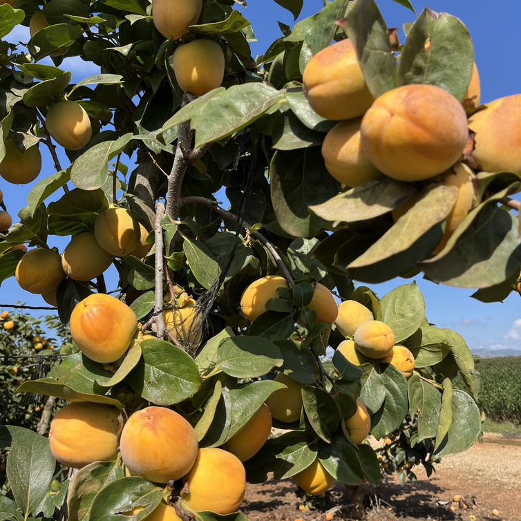 Jonge Kakiboom | Diospyros kaki Rojo Brillante
