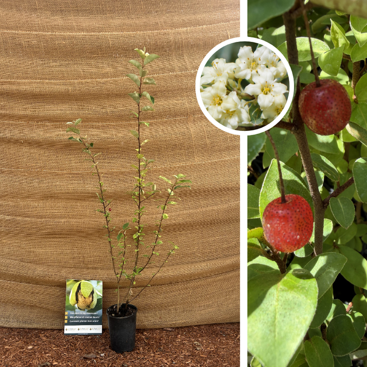 Young, long-stemmed Olive Willow | Elaeagnus multiflora ‘Leonore’