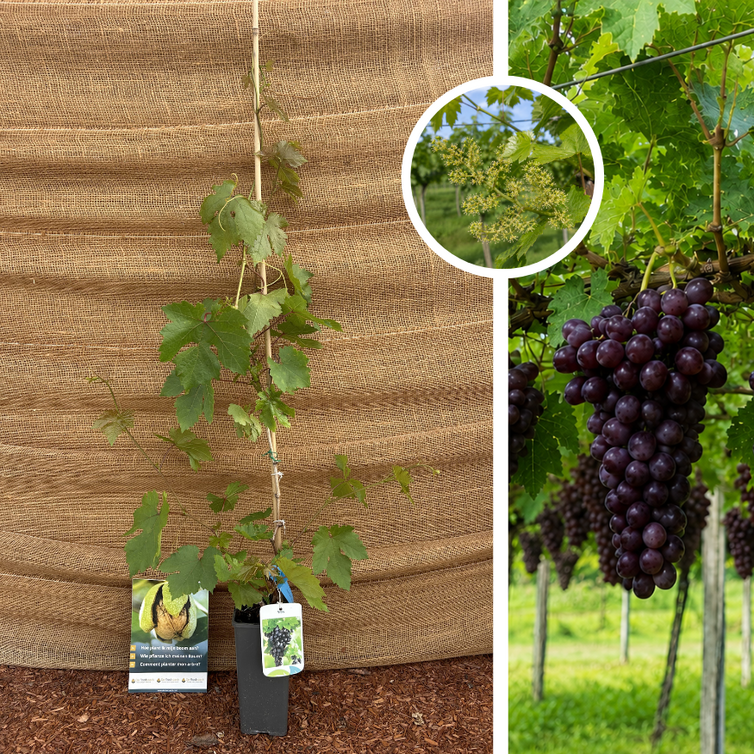 Jonge rode druifstruik | Vitis vinifera Heike