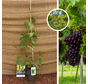 Jonge rode druifstruik | Vitis vinifera Heike