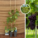 Junger roter Weinstock | Vitis vinifera Heike – 2 Stück