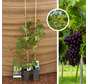 Junger roter Weinstock | Vitis vinifera Heike – 2 Stück