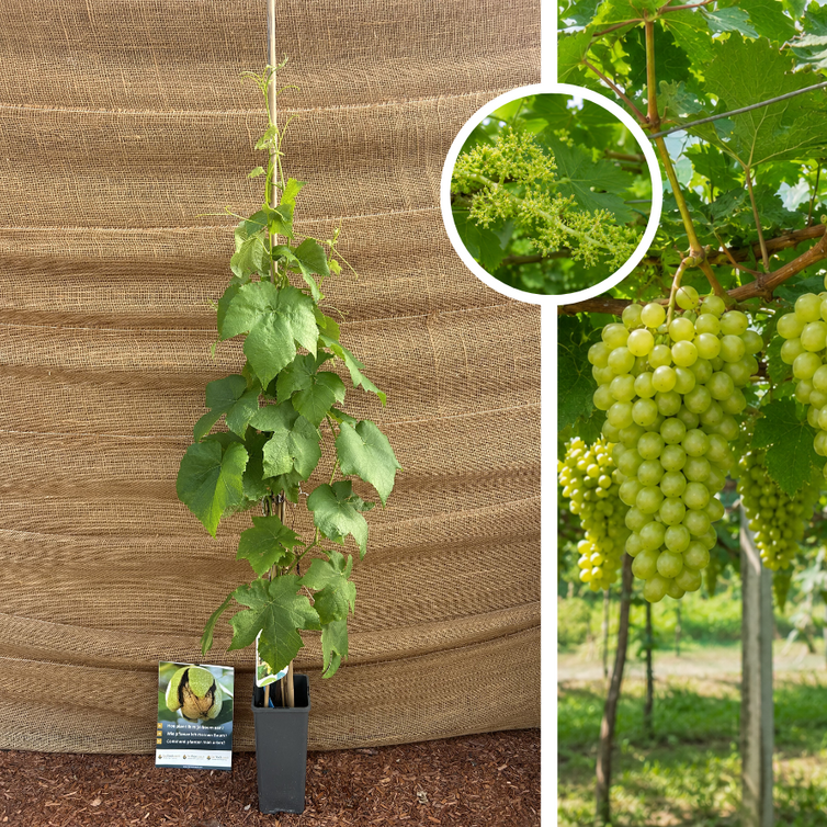 Junge weiße Traube | Vitis vinifera Himrod