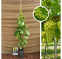 Junge weiße Traube | Vitis vinifera Himrod