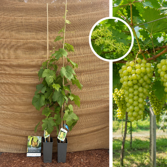 Jeune pied de vigne blanc | Vitis vinifera Himrod - 2 pièces