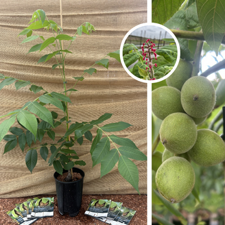 Young Walnut tree | Juglans ail. cord. Grimo Manchurian
