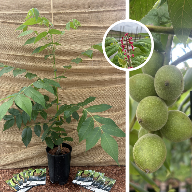 Young Walnut tree | Juglans ail. cord. Grimo Manchurian