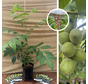 Junge Walnussbaum | Juglans ail. cord. Grimo Manchurian