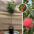 Jonge Granaatappelboom | Punica g. Iliana