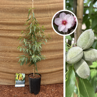 Jonge Amandelboom | Prunus d. Makako