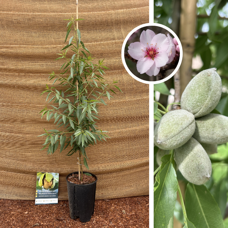 Jeune Amandier | Prunus d. Makako