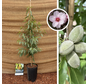 Jonge Amandelboom | Prunus d. Makako