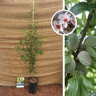 Junge Mandelbaum | Prunus d. Guara