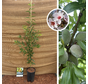 Jeune Amandier | Prunus d. Guara