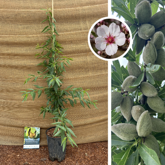 Jeune amandier | Prunus dulcis Avijor