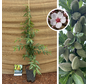 Jonge Amandelboom | Prunus dulcis Avijor