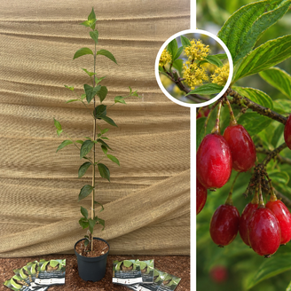 Junger Gelber Hartriegel | Cornus mas Fastigiata