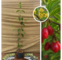 Junger Gelber Hartriegel | Cornus mas Fastigiata
