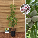 Junger Mandelbaum | Prunus dulcis Ferragnus