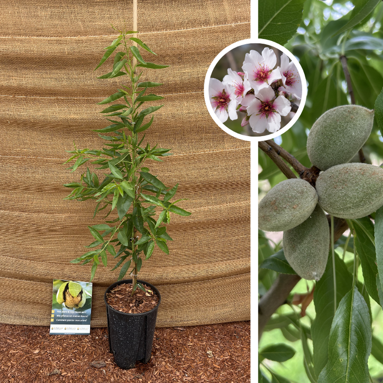 Junger Mandelbaum | Prunus dulcis Ferragnus