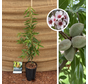 Young Almond Tree | Prunus dulcis Ferragnus