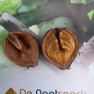 Young Walnut tree | Juglans ail. cord. Grimo Manchurian