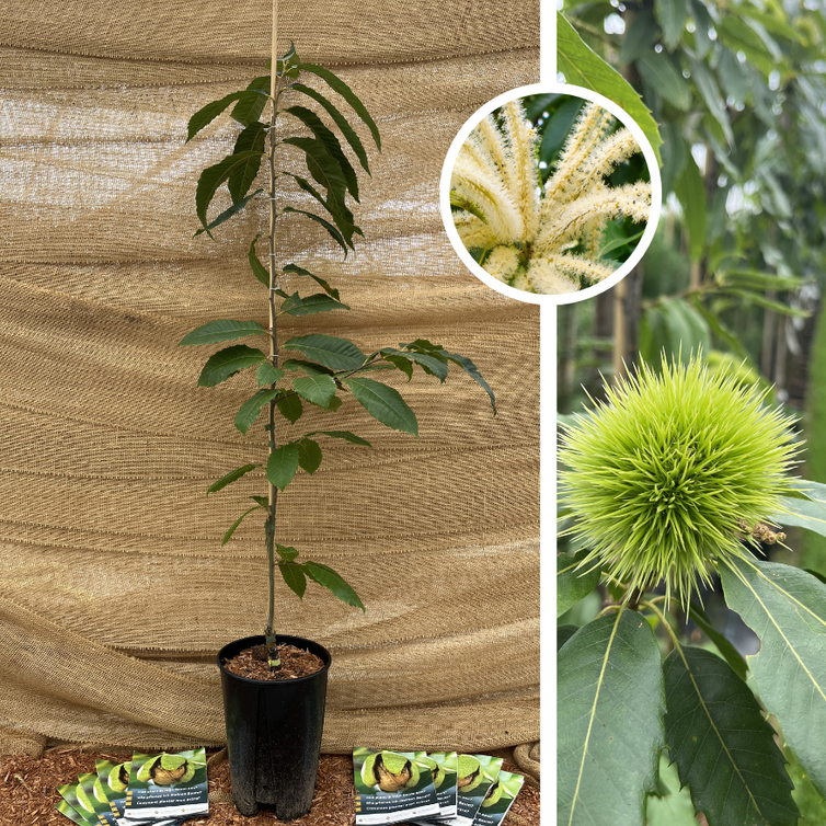 Jonge Kastanjeboom | Castanea sativa Belle Epine