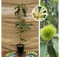 Jonge Kastanjeboom | Castanea sativa Belle Epine