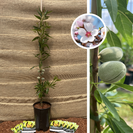 Jonge Amandelboom | Prunus d. Constanti