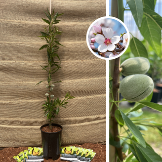 Jonge Amandelboom | Prunus d. Constanti