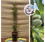 Jeune Amandier | Prunus d. Constanti
