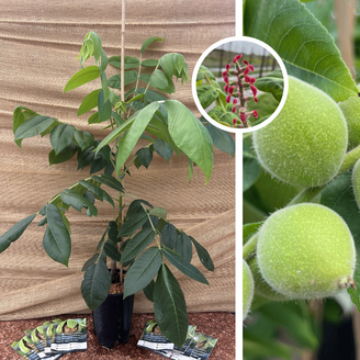 Jonge Walnootboom | Juglans ailantifolia cord. Anneke