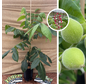 Young Walnut Tree | Juglans ailantifolia cord. Anneke