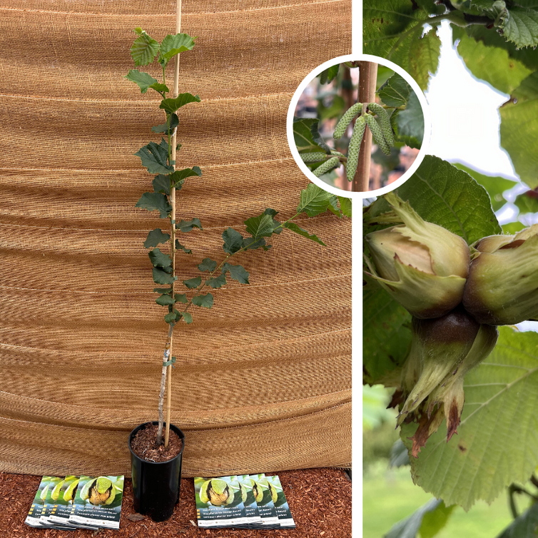 Jonge Hazelnootboom | Corylus avellana Halle'sche Riesen
