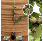 Young Hazelnut tree | Corylus avellana Halle'sche Riesen