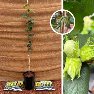 Young Hazelnut tree | Corylus avellana Lang Tidlig Zellernoot