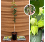 Young Hazelnut tree | Corylus avellana Lang Tidlig Zellernoot
